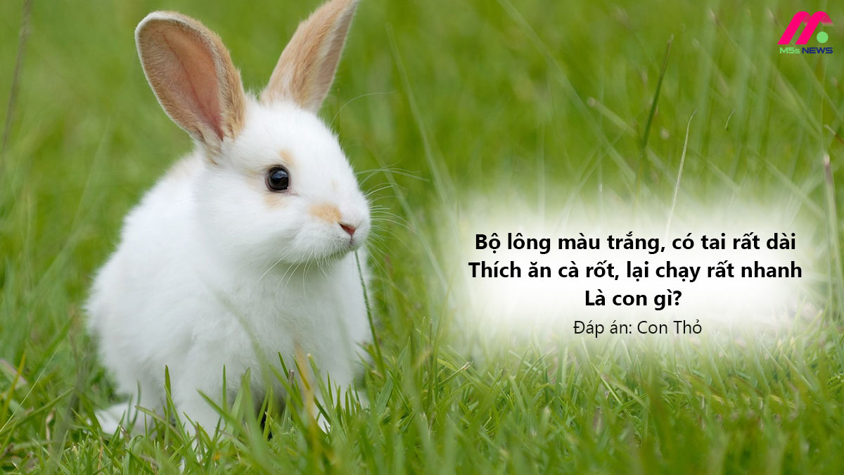 Nhấn vào ảnh để phóng to Câu đố về con vật cho trẻ mầm non