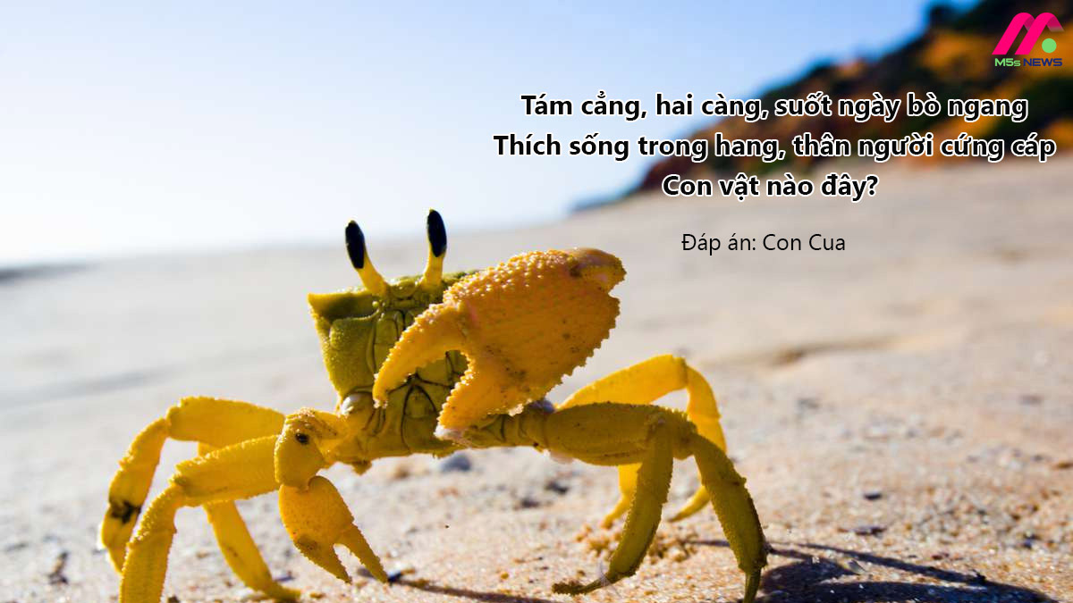 Nhấn vào ảnh để phóng to Câu đố về các con vật sống dưới nước