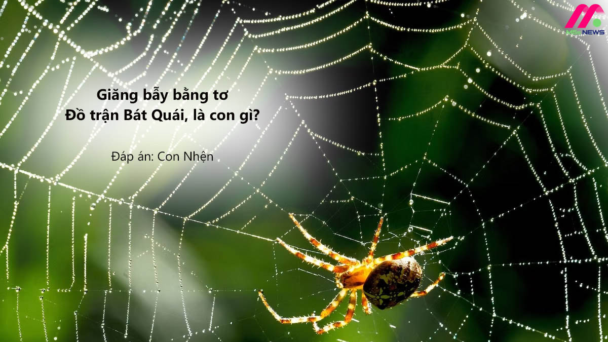 Nhấn vào ảnh để phóng to Những câu đố về con vật khó nhất