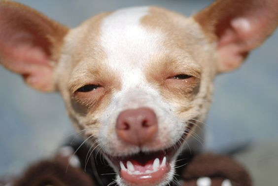 Hình ảnh chó cười nhe răng